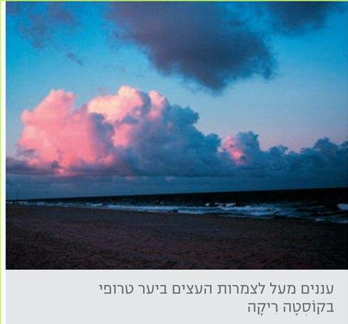 עננים מעל לצמרות העצים ביער טרופי בקוסטה ריקה